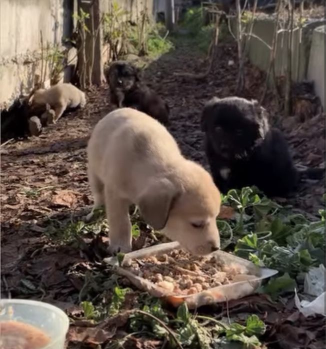 Цуценята виживають в ямі