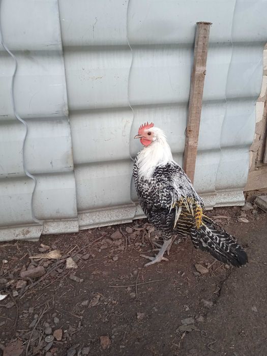 Породисті молоді півники