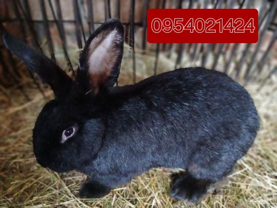 Кролики на плем'я