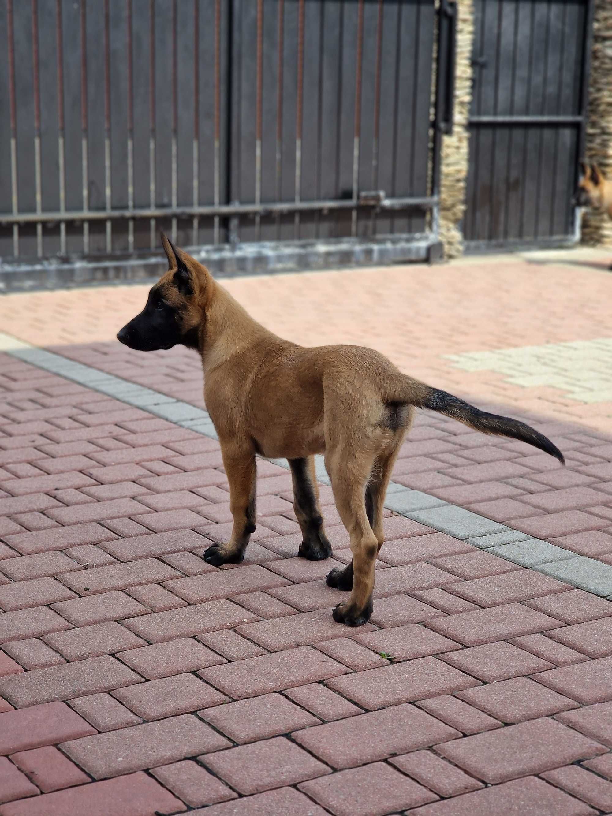 Owczarek belgijski Malinois FCI-piesek