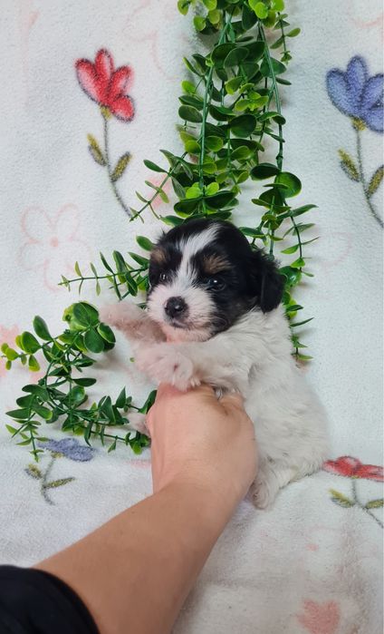 Yorkshire Beiwer mini de qualidade