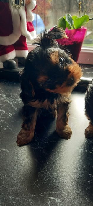 Цуценята Йоркширський тер'єр