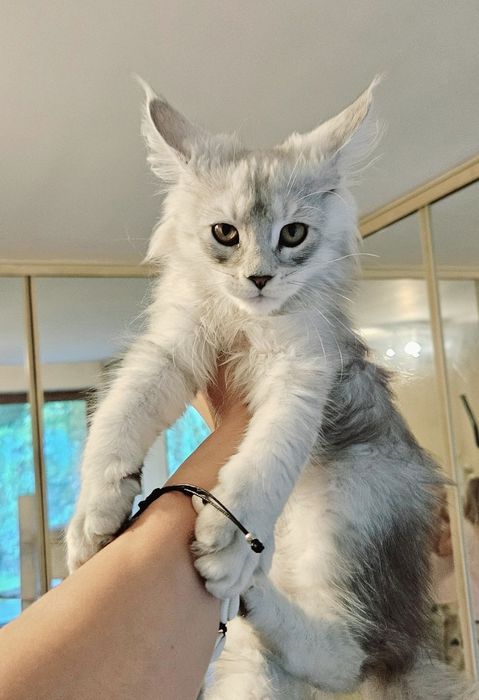 Kocurek Maine Coon wysokie srebro Hodowla FPL
