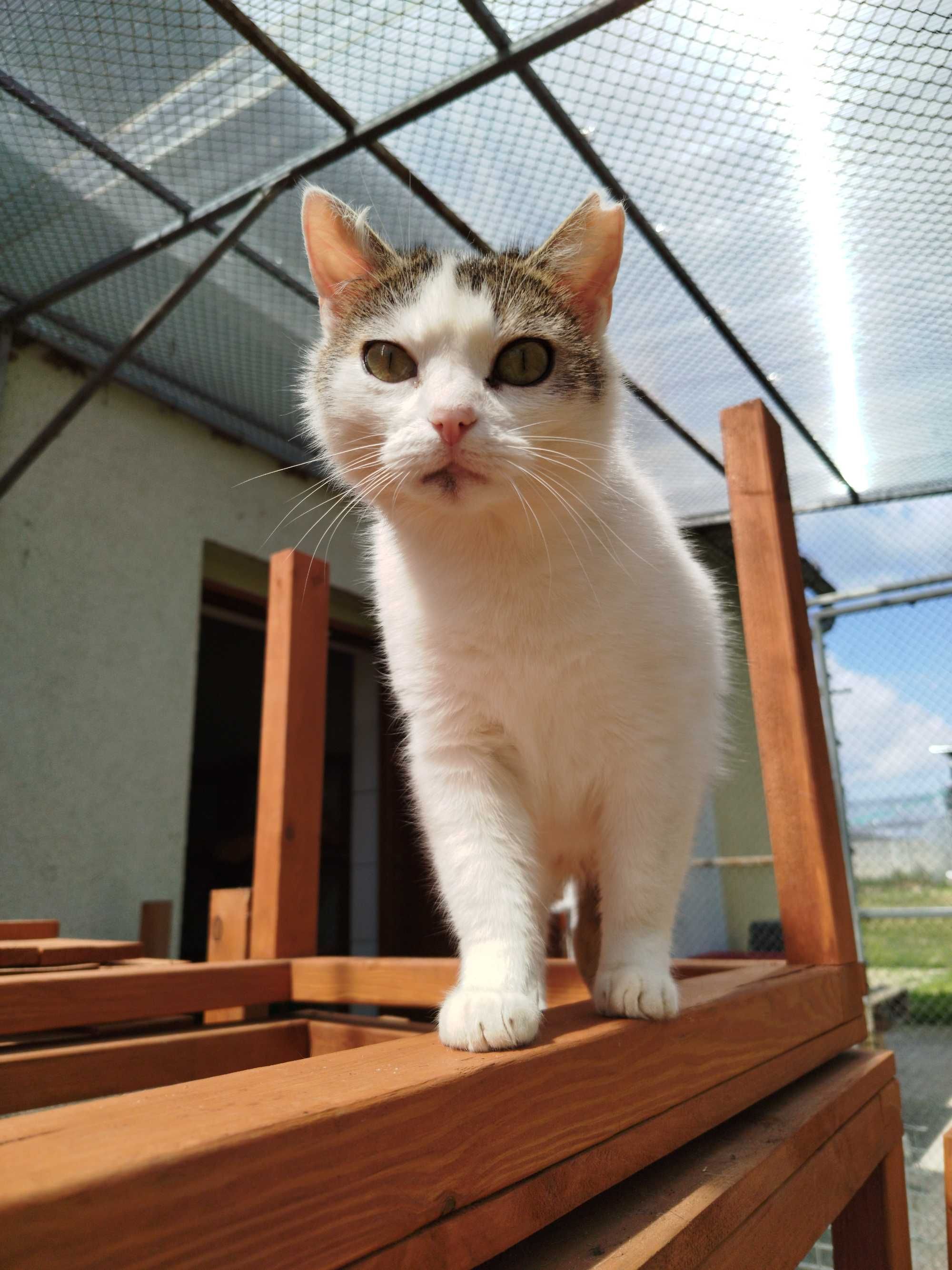 PAULINKA kotka kochana adopcja schronisko