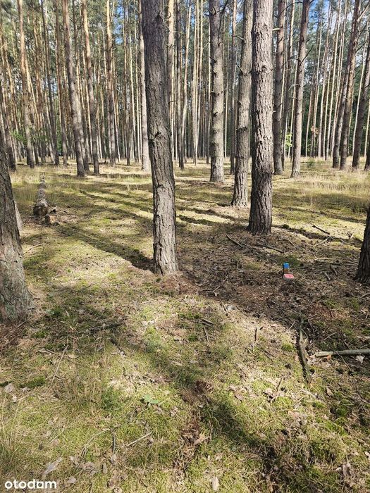 Działki nad Jeziorem Sławskim