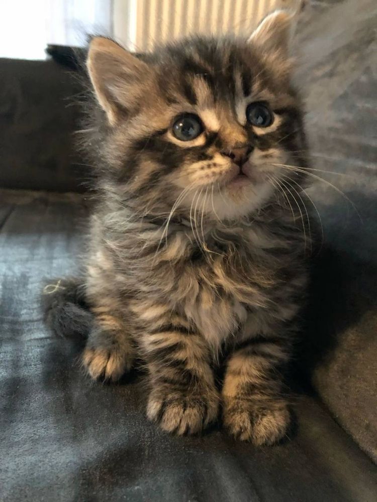 Кошеня, сибірське кошеня, котик