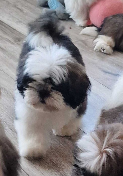 Shih tzu z rodowodem
