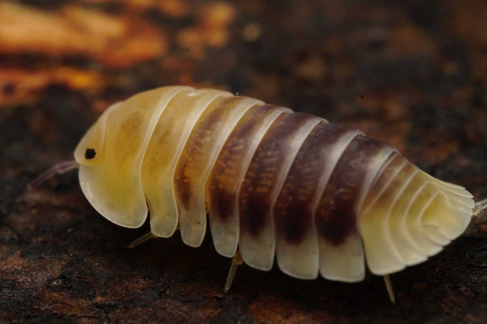 Isopody Cubaris sp równonogi