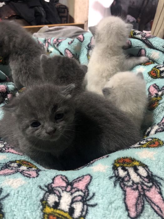 Отдам котят, мама шотландка, папа сиамский) котята рождены 19 . 10.