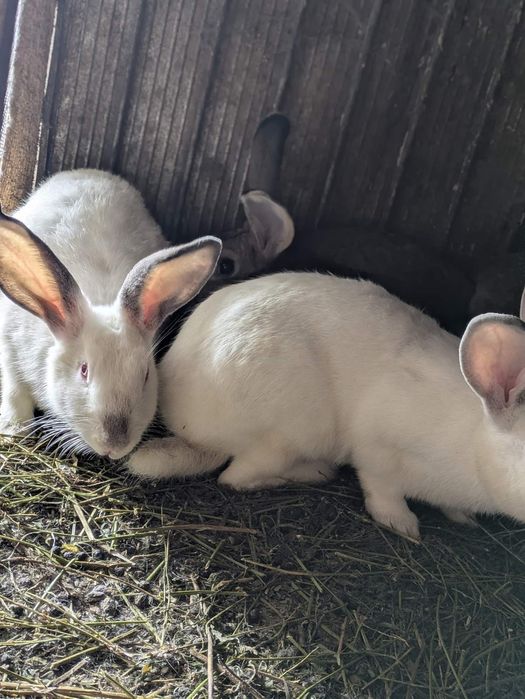 Кролі свійські різних порід