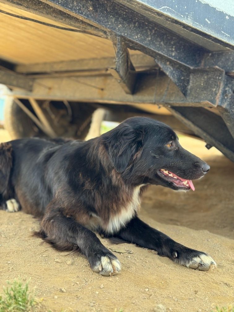 Border Collie fêmea