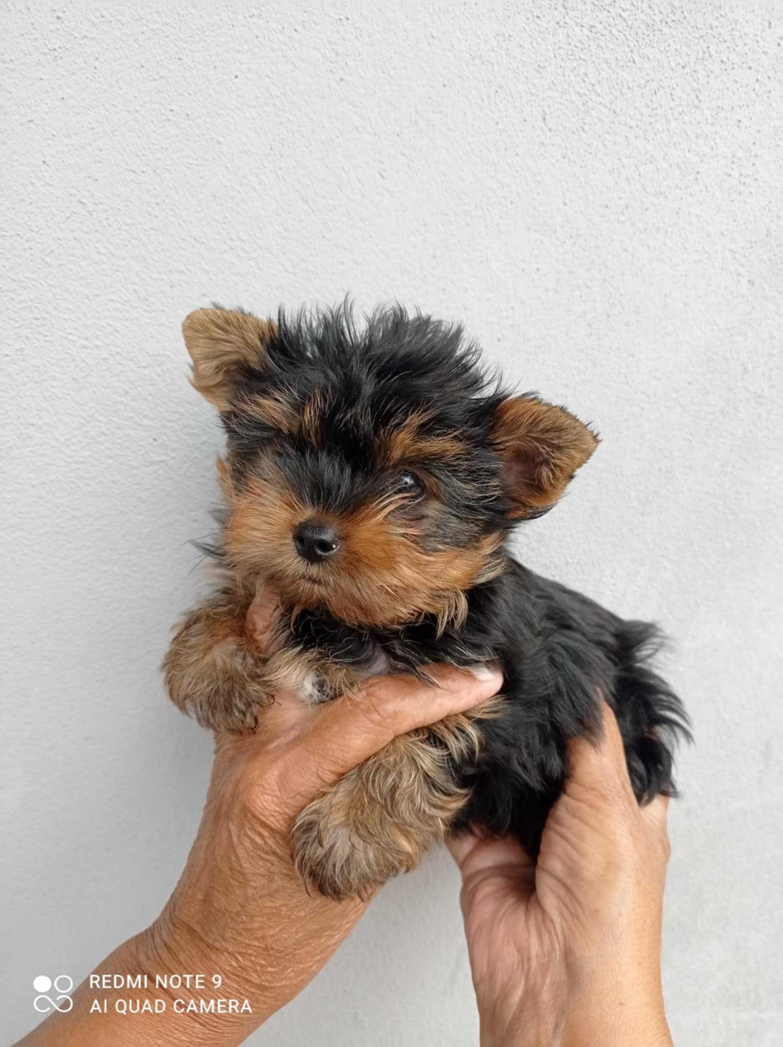Maravilhoso menino Yorkshire Terrier Super Mini