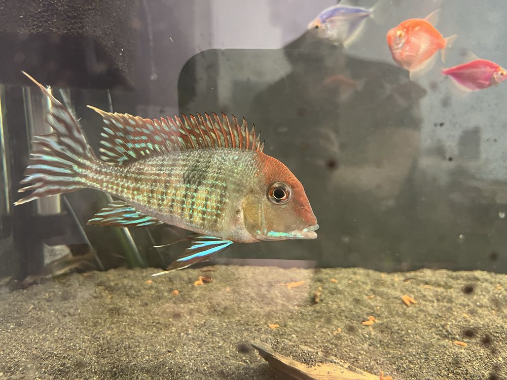 Ziemiojad geophagus tapajos red head samiec dorosły