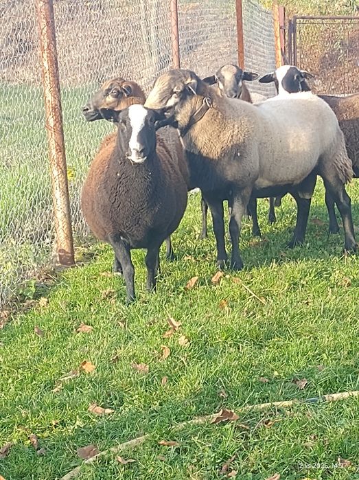 Sprzedam Tryka Nolan