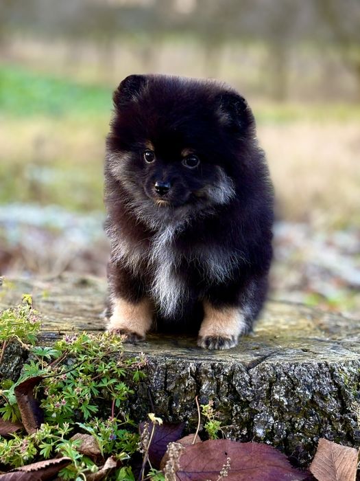 Słodkie Pomeranian - chłopiec i dziewczynka w pięknym kolorze