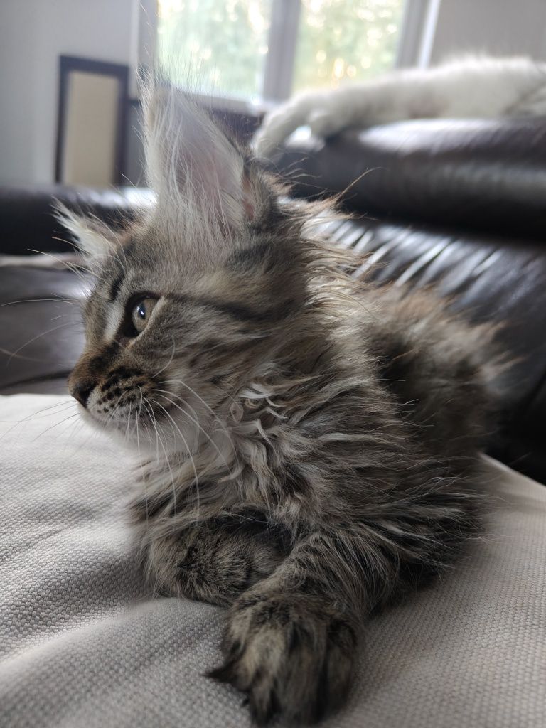 Maine coon kotka z rodowodem FPL