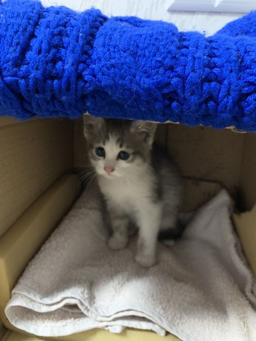 Віддам безкоштовно кошеня