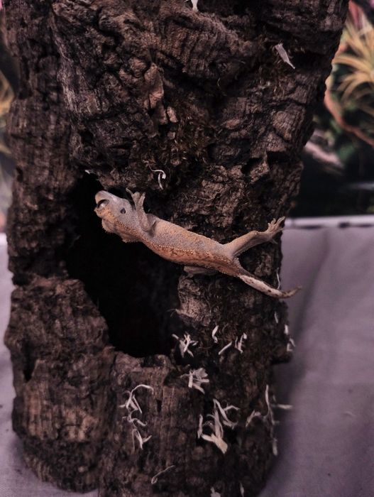 młody gekon orzęsiony Harley Quinn