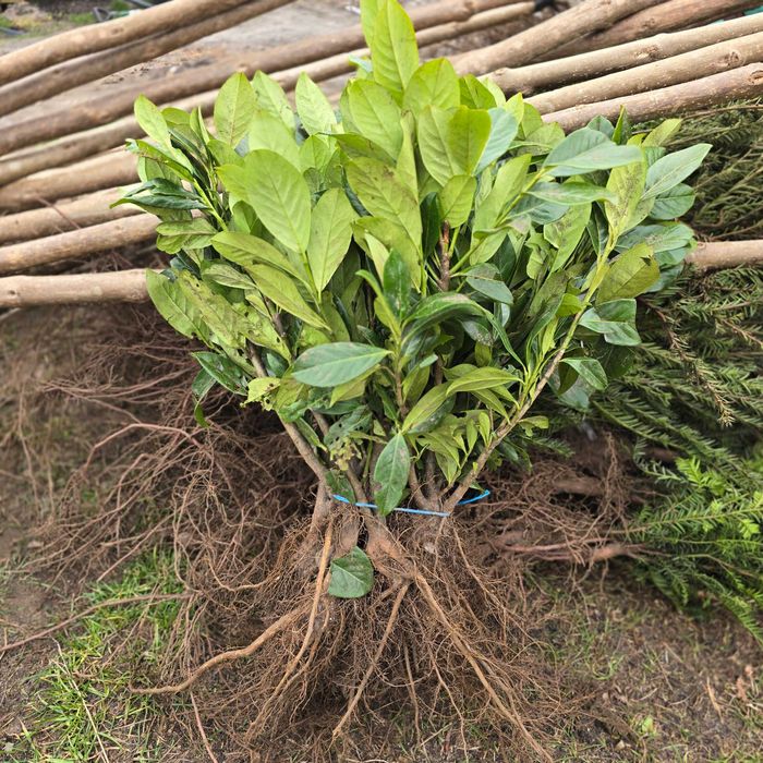 Laurowiśnia Novita/Rotundifolia goły korzeń 60-70 cm