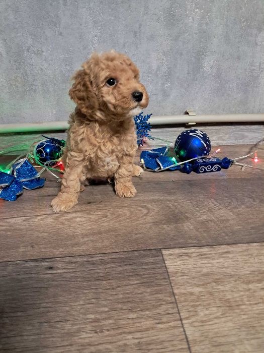 Продам міні мальтипу F1