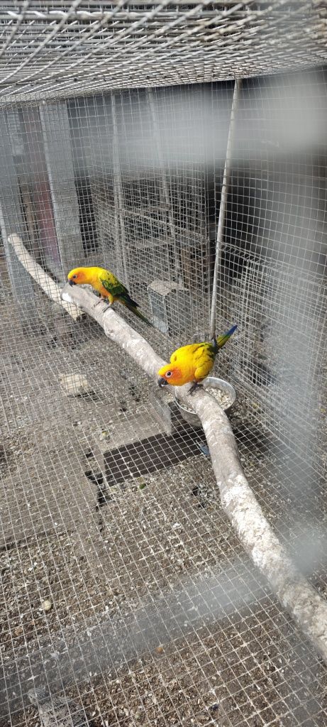 Casal de Aratingas sol 2024
