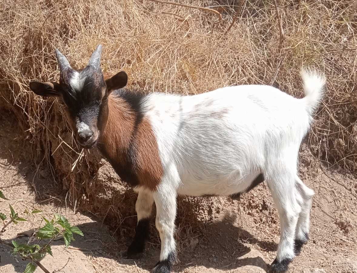 Casal de Cabras anas desparasitadas