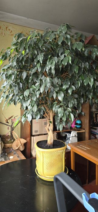 Фікус бенджаміна