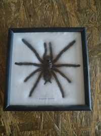 Тарантул (Eurypeima Spinicrus) — паук птицеед.
