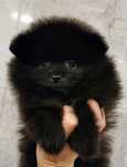 Pomeranian Szpic miniaturowy