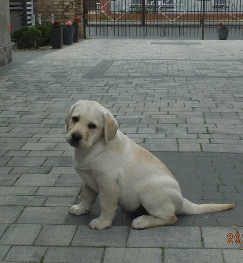 Biszkoptowy szczeniak Labrador retriever "Jack Black" 10 tygodni