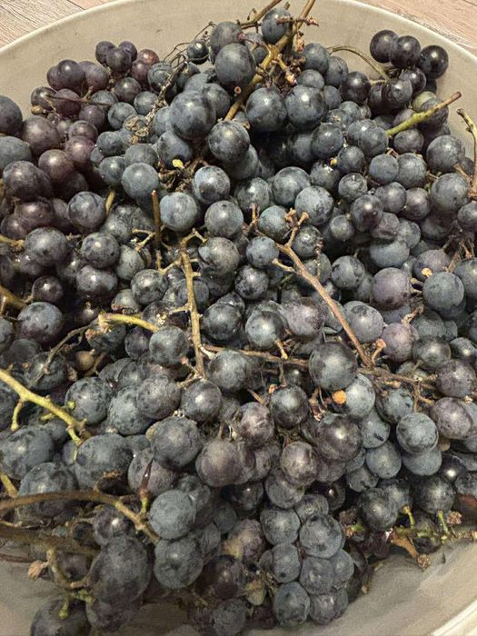 Winogrono Winogron Ciemny Czarny Odmiana Włoska na Wino Sok