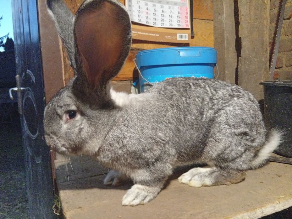 Samiec olbrzym belgijski szynszlowy