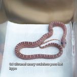 wąż zbożowy scaleless łysy