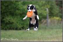szczeniaki Border Collie suczka ZKwP FCI