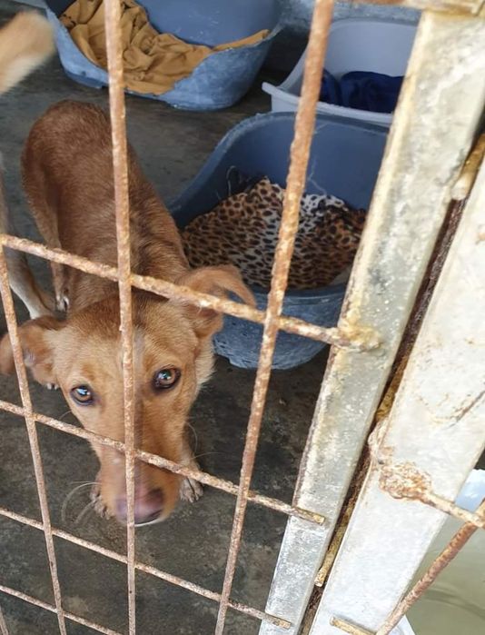 Mondego- cachorro de porte pequeno para adoção