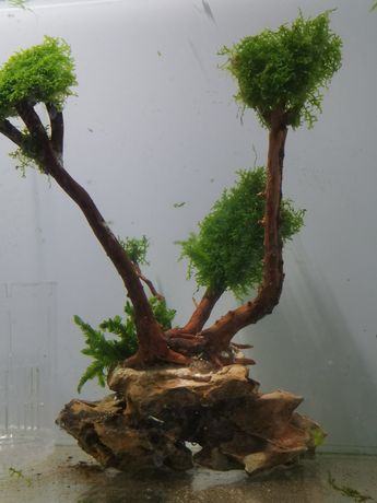 Drzewko aranżacja mini pelia willow moss
