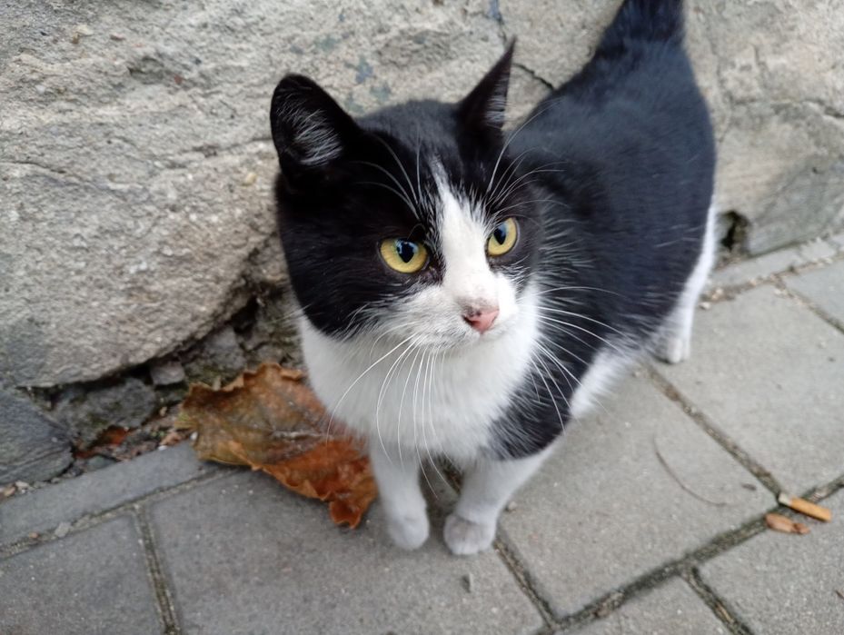 Bezdomna Kotka szuka domu