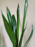 Sansevieria 'Black Sword'  sansewieria