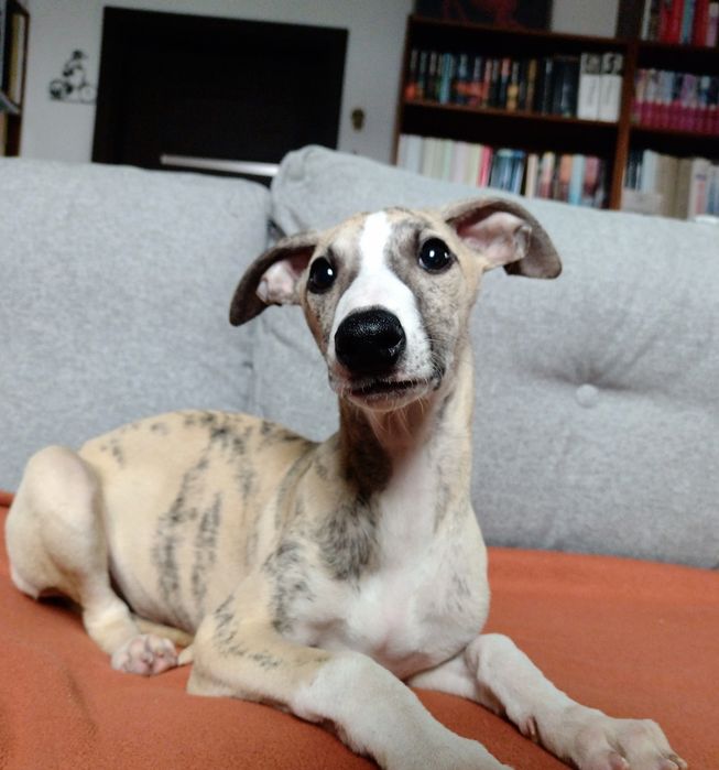 Whippet rodowód ZKwP/FCI