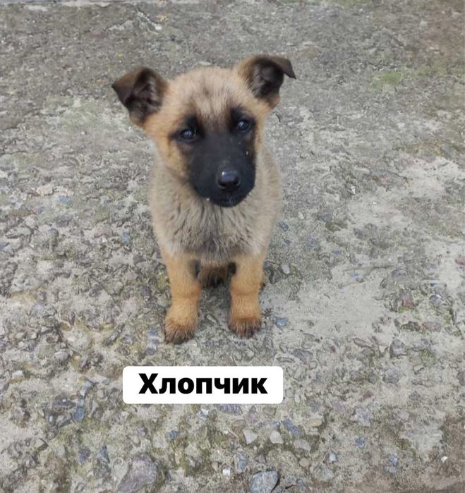 Цуценята цуцики собачки