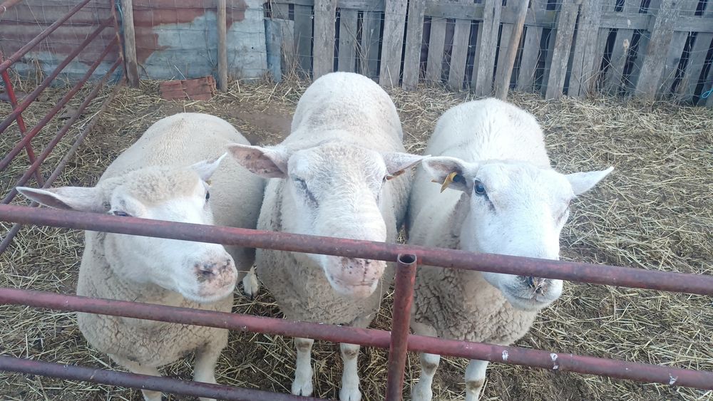 Carneiro de raça (registado)