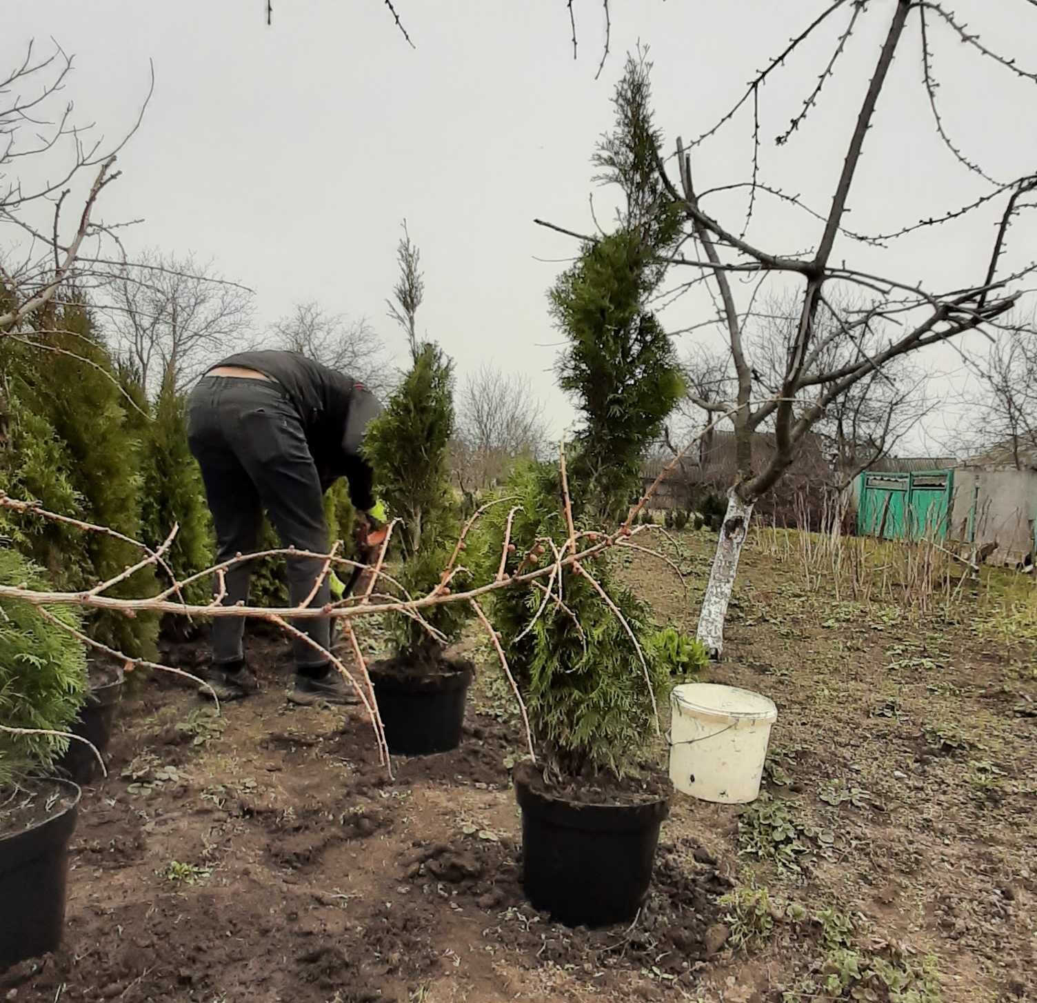 Туя Смарагд Спіраль