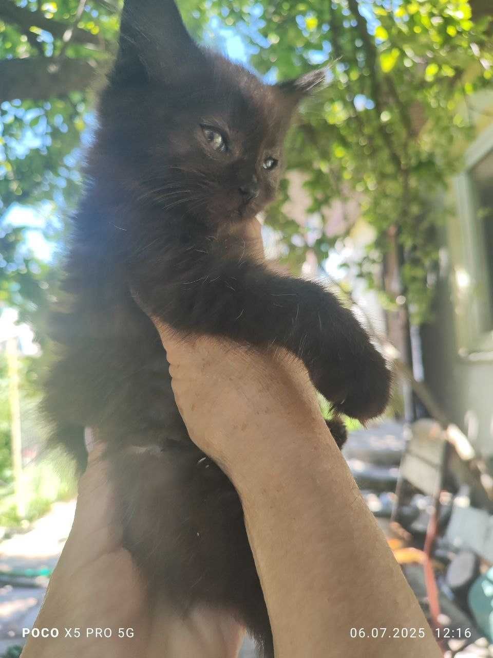 Котята в поиске дома, которого у них больше нет…