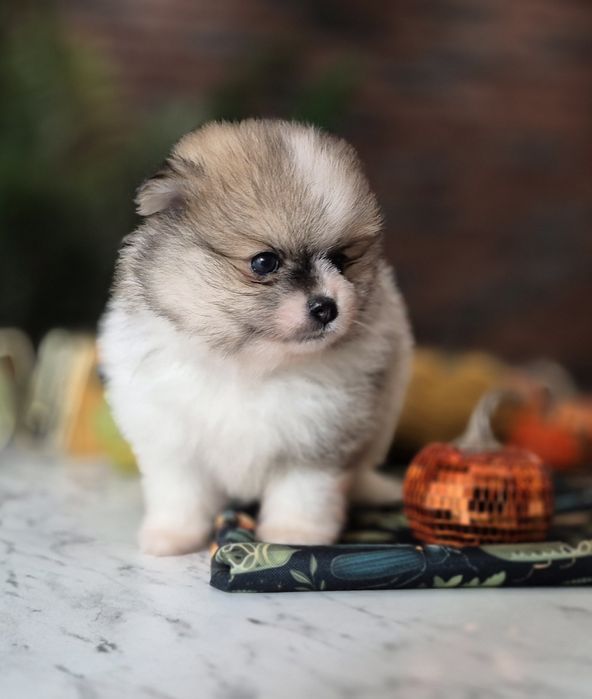 szpic miniaturowy pomeranian chłopiec