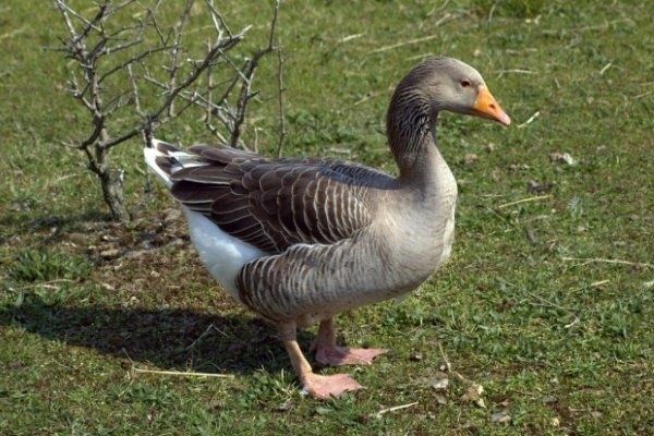 Інкубаційне яйце гуски Сіра Горьковська