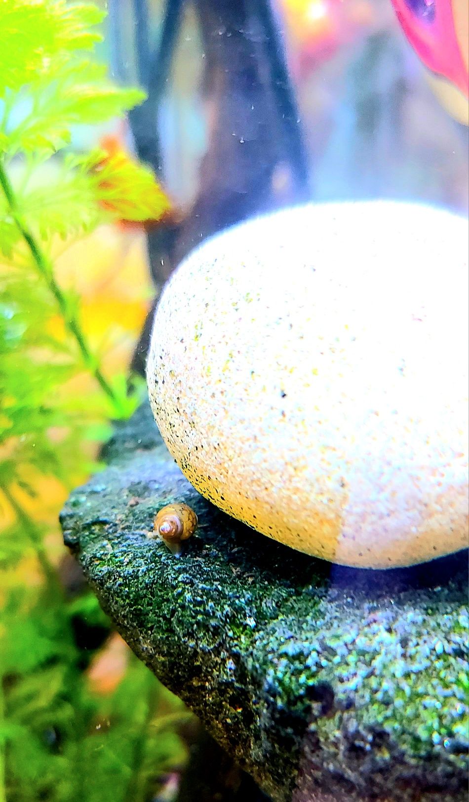 Caracol Physa para aquário ou lago