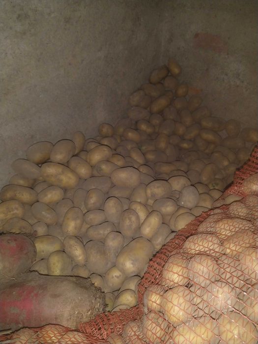 Ziemniaki eko sprzedam