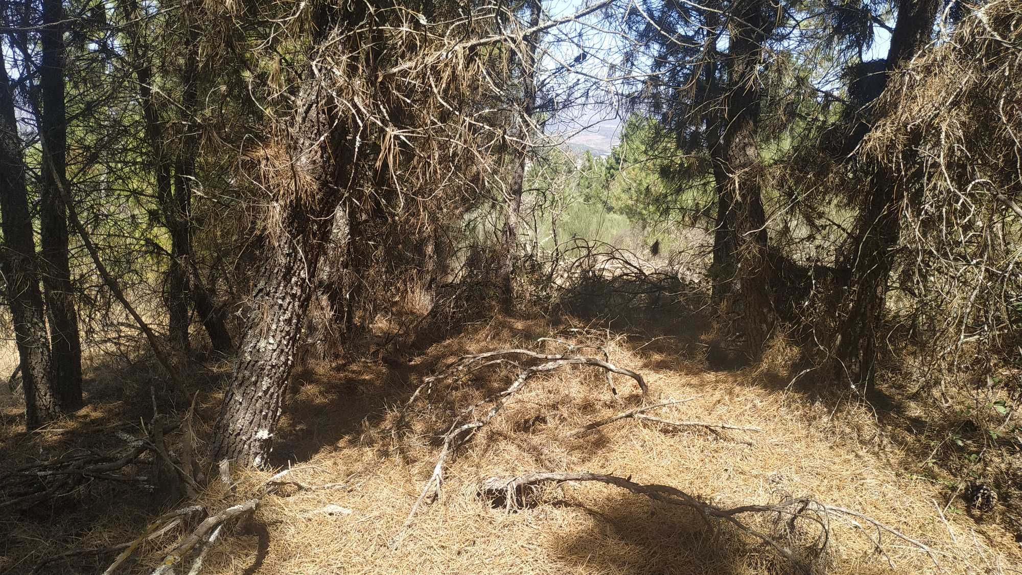 Terreno em Celorico da Beira