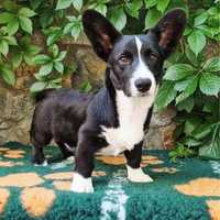 Welsh Corgi Cardigan - piesek FCI