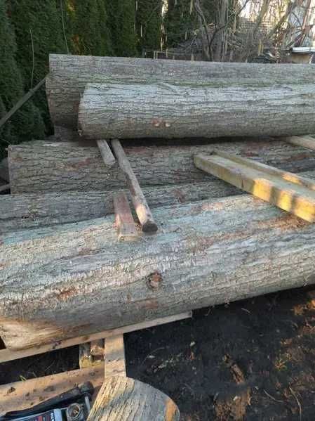 Dla rzeźbiarza hobbysty: lipa, bale, pnie lipy